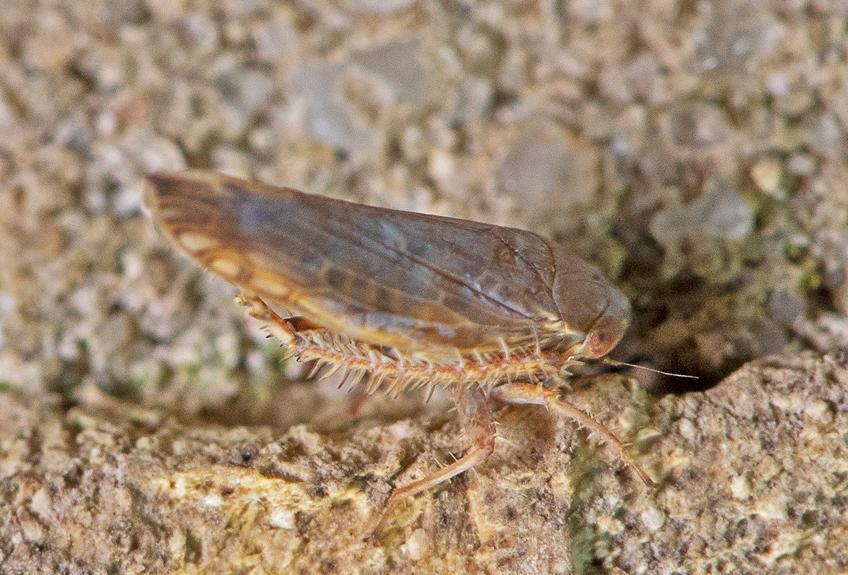 Acinopterus angulatus | Insect Vectors of Plant Disease