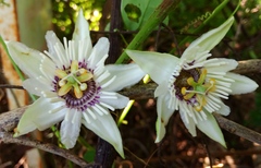 Passiflora colimensis