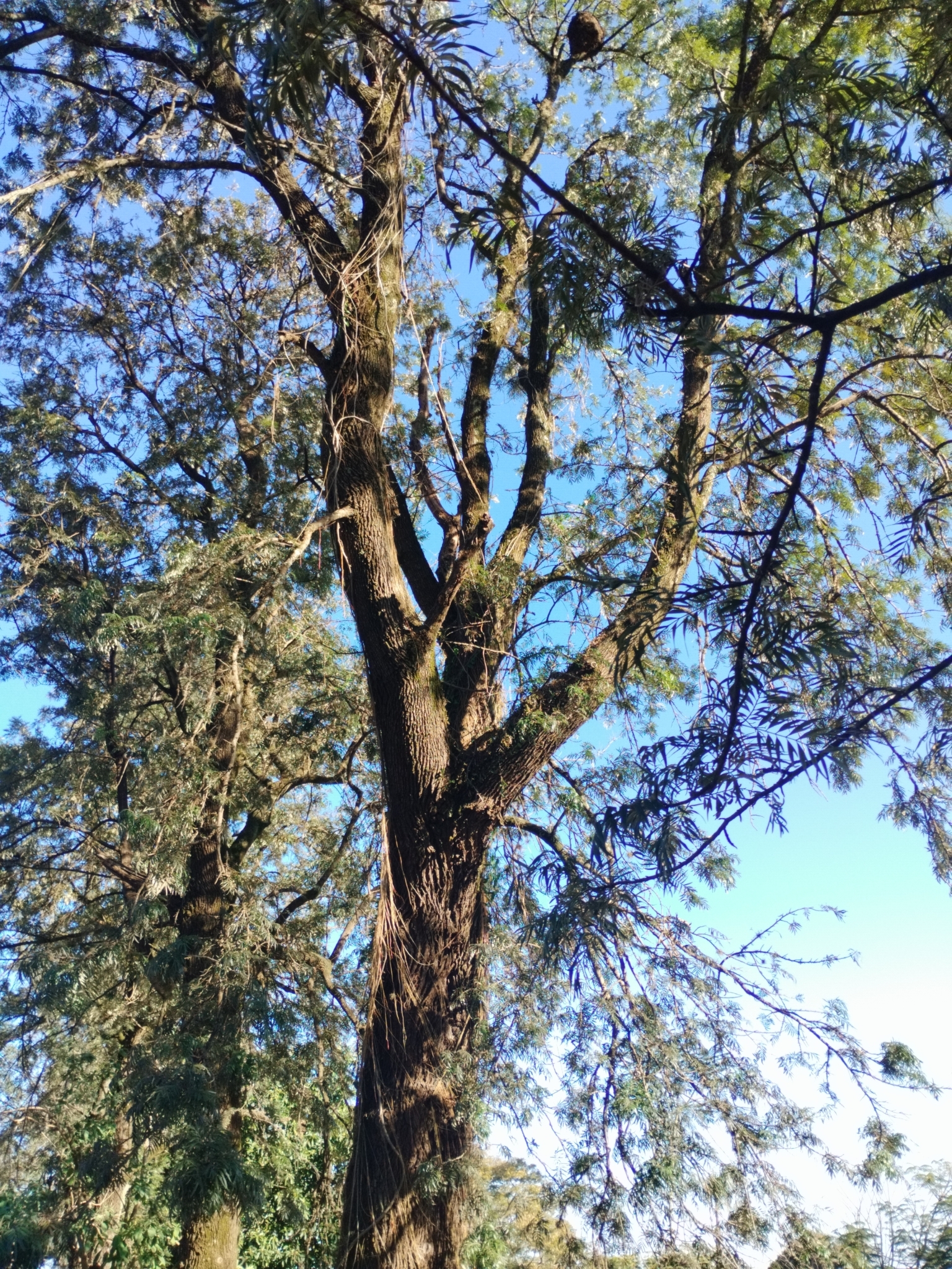 Grevillea robusta