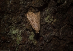 Tolpiodes oligolasia