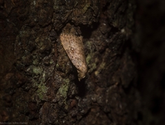 Tolpiodes oligolasia