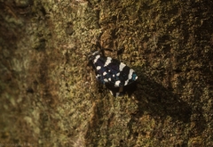 Sentica oppositella