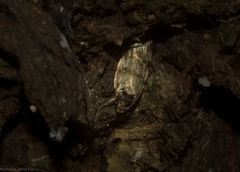 Barea subviridella