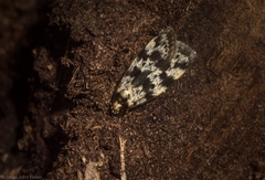 Barea eucapnodes