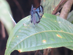 Ithomia