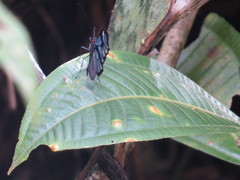 Ithomia