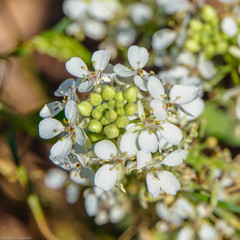 Lepidium fremontii