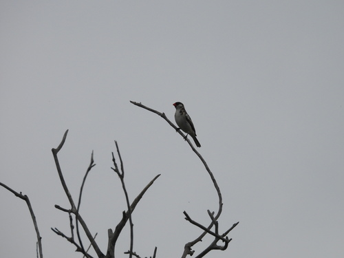 iNaturalist observation photo of Pin-tailed Whydah