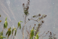 Knipolegus aterrimus