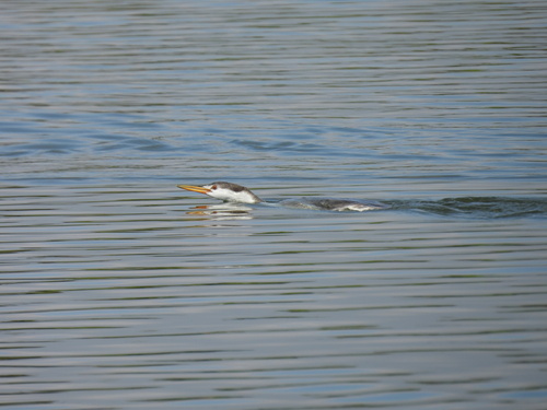 iNaturalist observation photo of Clark's Grebe