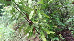 Ancistrocladus heyneanus