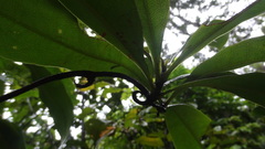 Ancistrocladus heyneanus