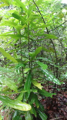 Ancistrocladus heyneanus