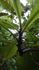 Ancistrocladus heyneanus