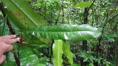 Ancistrocladus heyneanus
