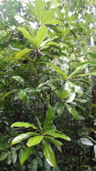 Ancistrocladus heyneanus