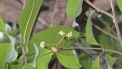 Genianthus laurifolius
