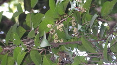 Genianthus laurifolius