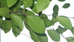 Genianthus laurifolius