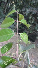 Genianthus laurifolius