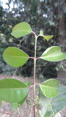 Genianthus laurifolius
