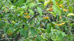 Tabernaemontana alternifolia