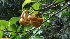 Tabernaemontana alternifolia