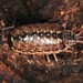 Common Striped Woodlouse - Photo (c) Jason M Crockwell, some rights reserved (CC BY-NC-ND), uploaded by Jason M Crockwell