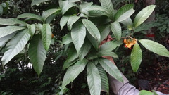 Tabernaemontana alternifolia