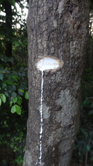 Tabernaemontana alternifolia