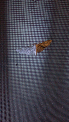 Blepharomastix ranalis