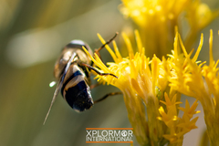 Copestylum apiciferum