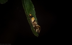 Epithymema helias