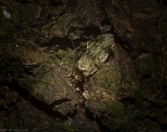 Barea subviridella