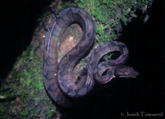 Corallus annulatus