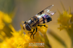 Copestylum apiciferum