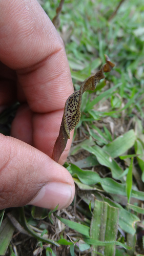 Cryptocoryne retrospiralis, photograph 5