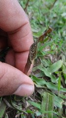 Cryptocoryne retrospiralis