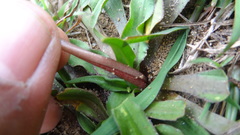 Cryptocoryne retrospiralis