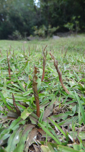 Cryptocoryne retrospiralis, photograph 4