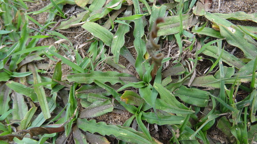 Cryptocoryne retrospiralis, photograph 6