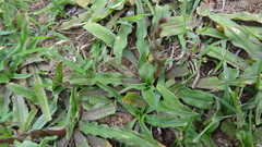 Cryptocoryne retrospiralis