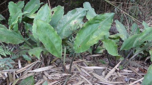 Image of Lagenandra ovata by (c) Siddarth Machado, some rights reserved (CC BY)