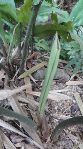 Image of Lagenandra ovata by (c) Siddarth Machado, some rights reserved (CC BY)
