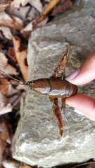 Cambarus carinirostris