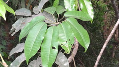 Schefflera