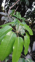 Schefflera