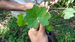 Hydrocotyle javanica