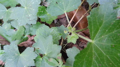 Hydrocotyle javanica