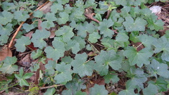 Hydrocotyle javanica
